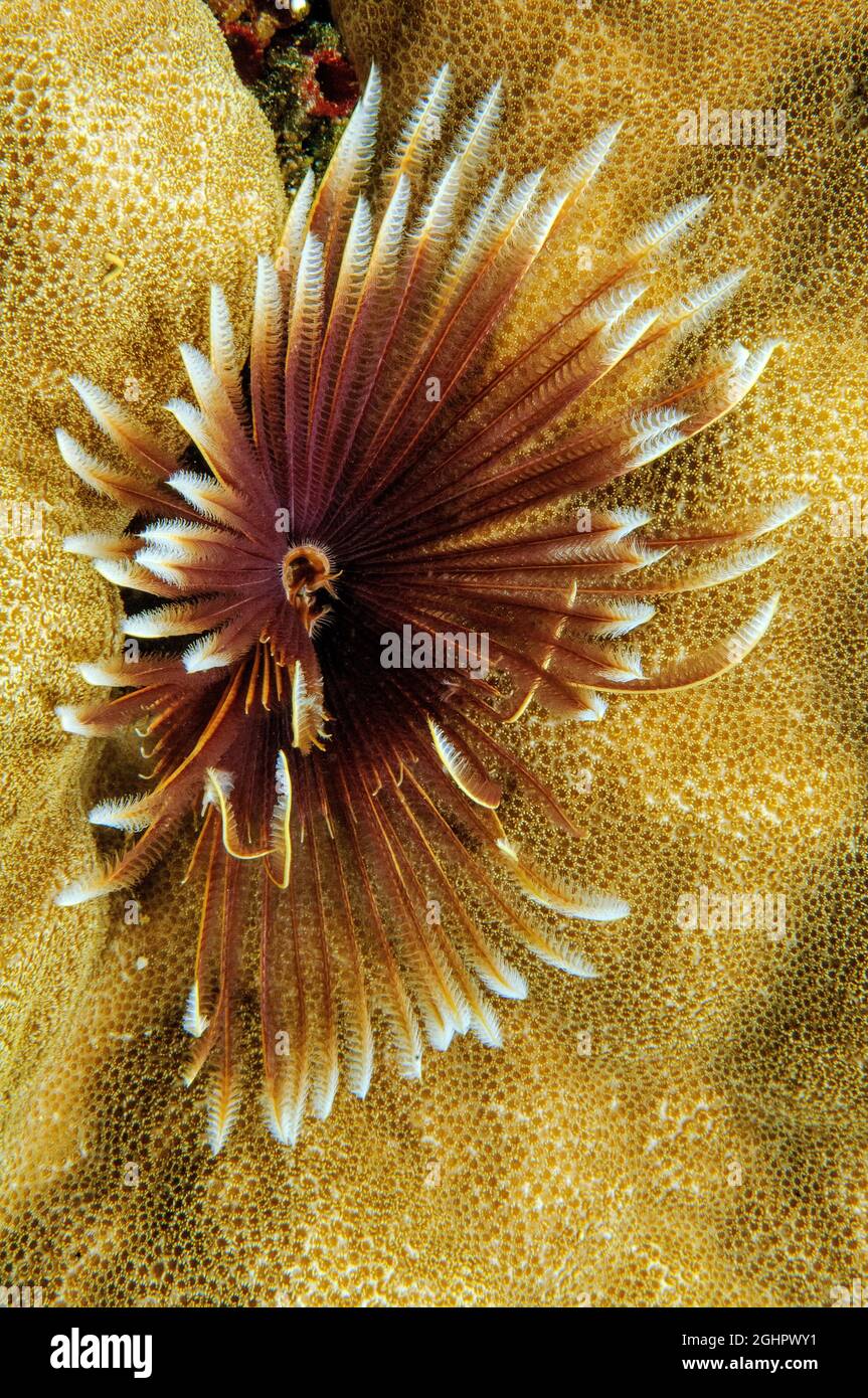 Indo-Pacific Indian Feather Duster Worm (Sabellastarte spectabilis), Pacific Ocean, Yap, Federated States of Micronesia Stock Photo