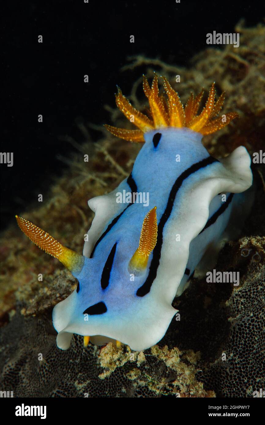 Diana's Chromodoris (Chromodoris dianae), Pacific Ocean, Yap, Federated States of Micronesia Stock Photo