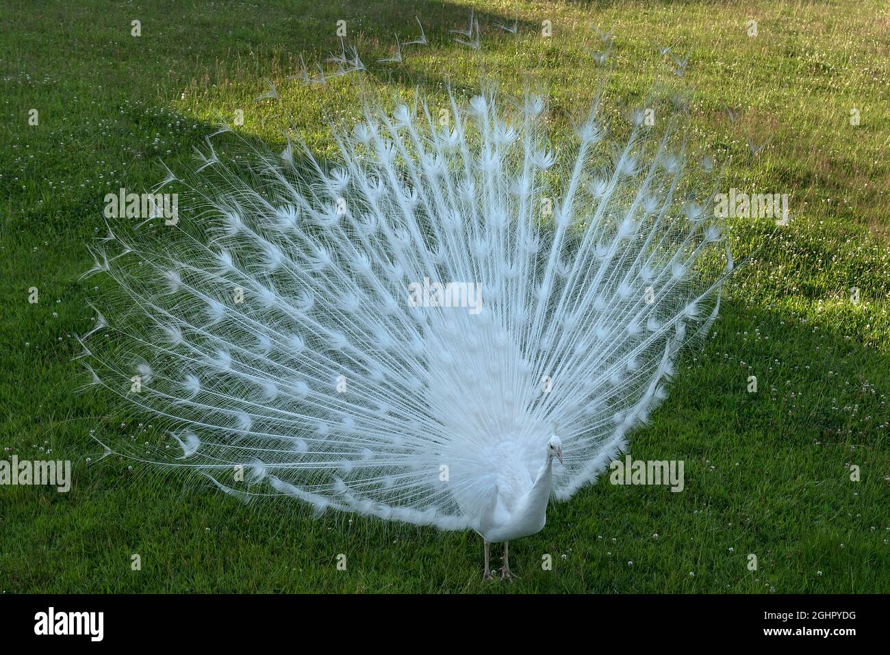 White peacock (Pavo cristatus mut alba) beats its wheel, Bavaria, Germany Stock Photo
