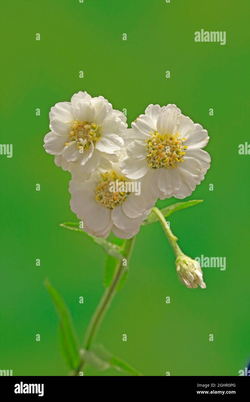Fine leaved water dropwort (Oenanthe aquatica), flower, flowering, perennial, marsh plant, water plant, Ellerstadt, Germany Stock Photo