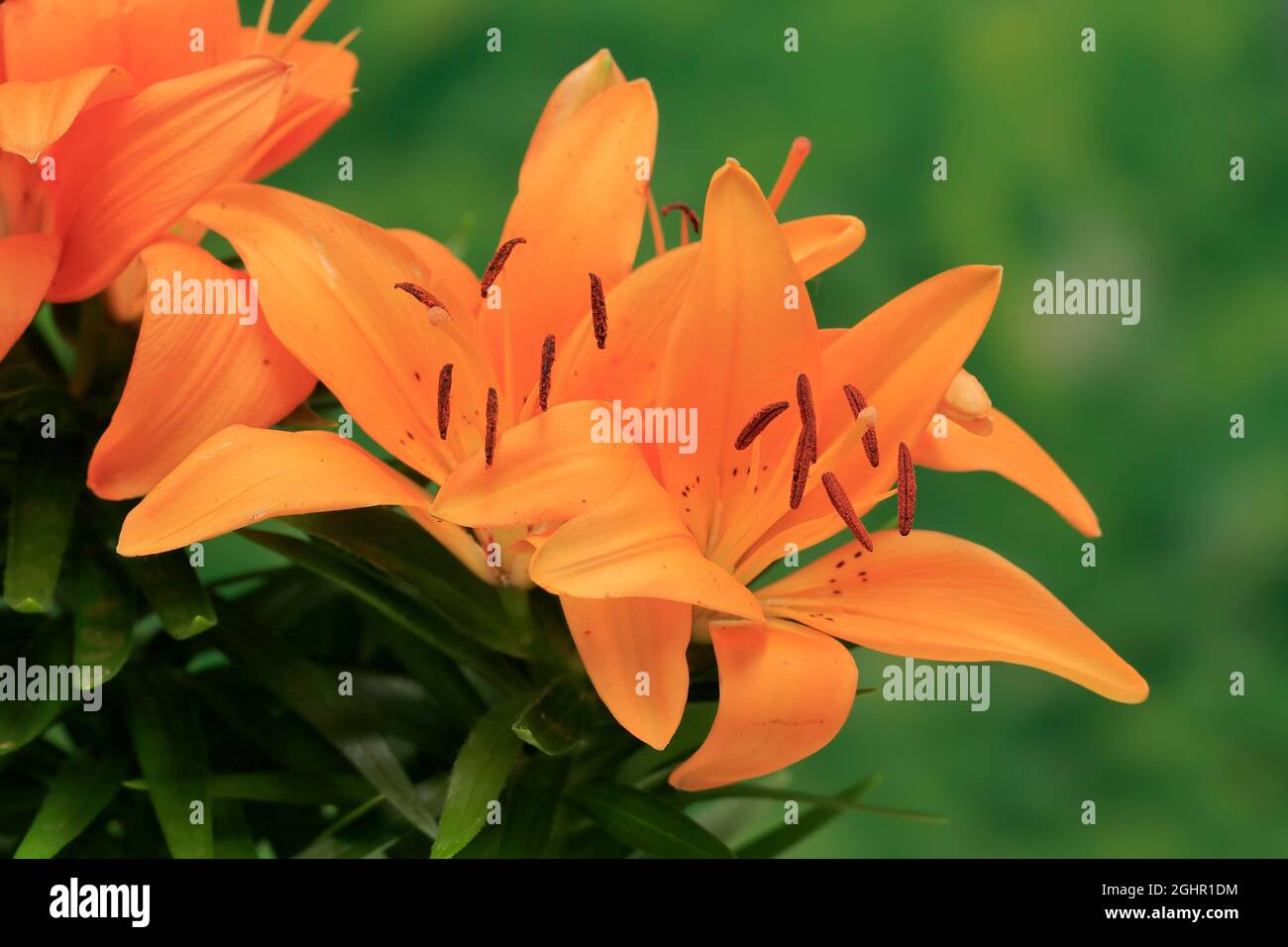 Oriental lily (Lilium orientalis), flower, flowering, Ellerstadt ...