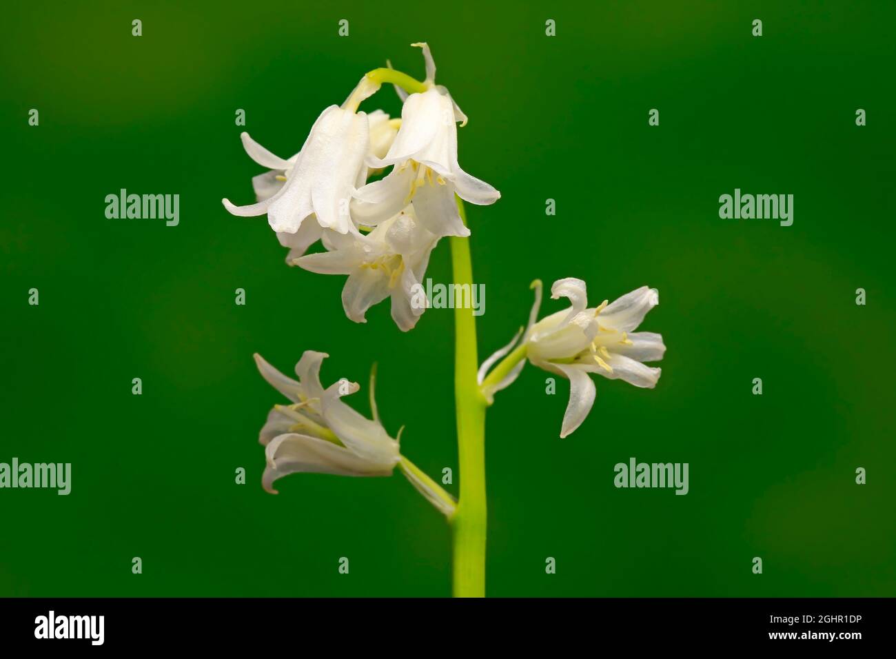 Spanish bluebell (Hyacinthoides hispanica), bell hyacinth, wood hyacinth, flower, flowering