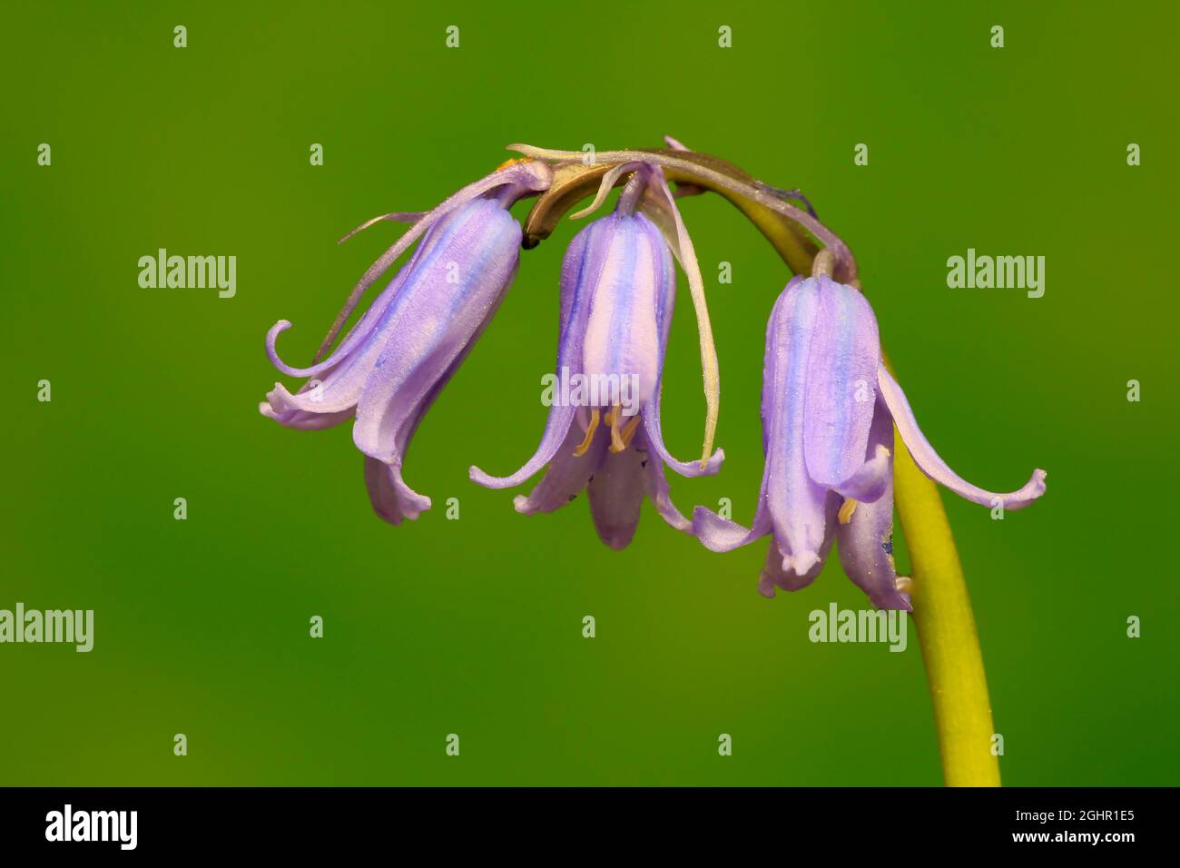 Spanish bluebell (Hyacinthoides hispanica), bell hyacinth, wood hyacinth, flower, flowering