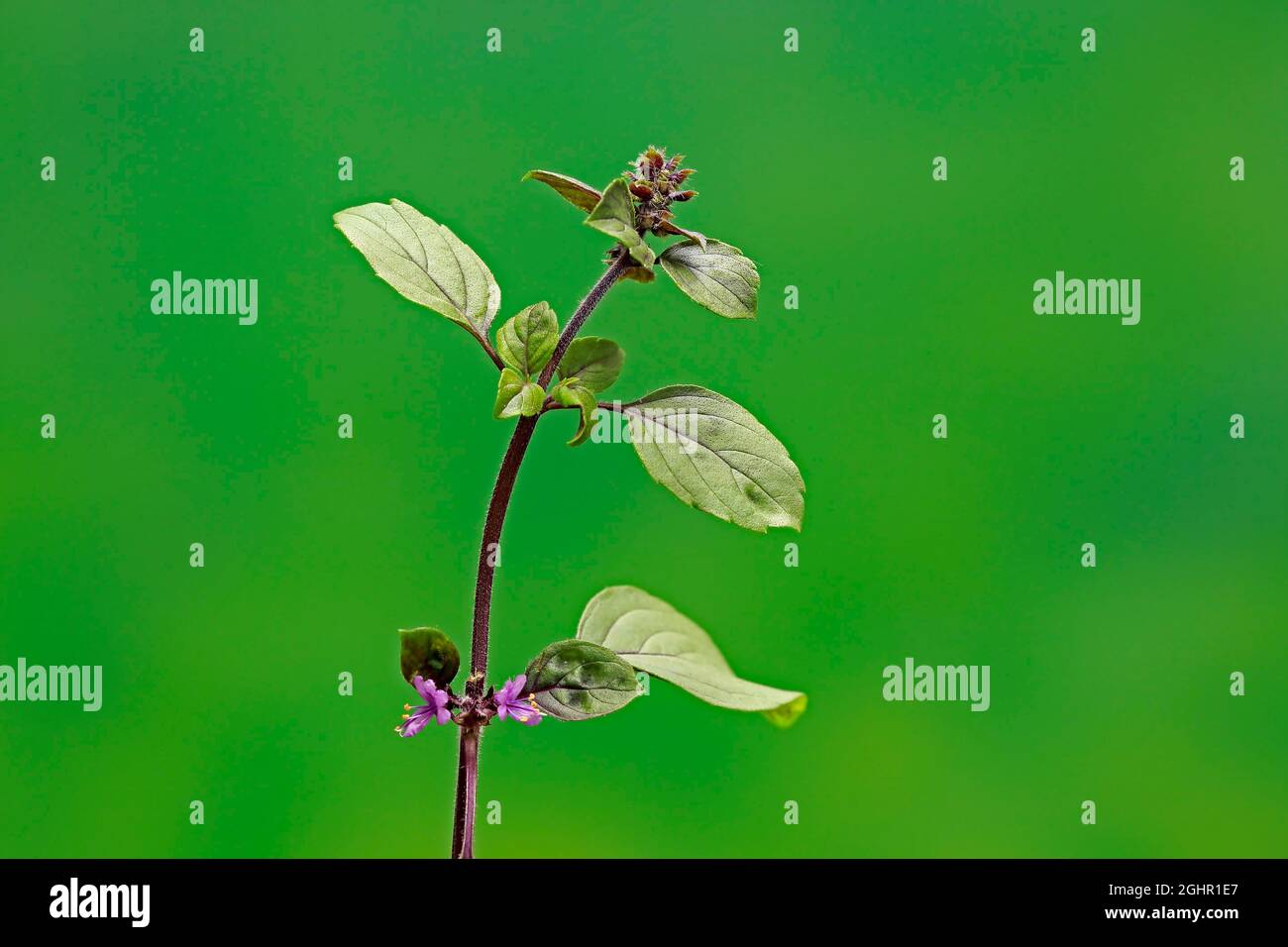 Shrub Basil (Ocimum basilicum) Magic Blue (Magic Blue), plant, leaves, flowers, Ellerstadt, Germany Stock Photo