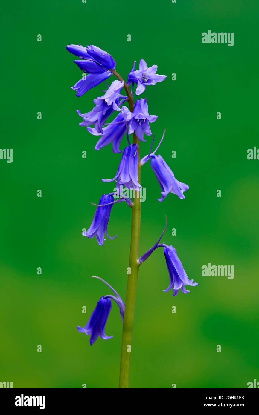 Spanish bluebell (Hyacinthoides hispanica), bell hyacinth, wood hyacinth, flower, flowering