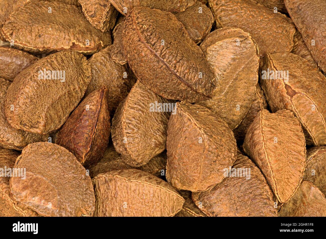 Brazil nut (Bertholletia excelsa), fruits, nuts, with shell, unshelled