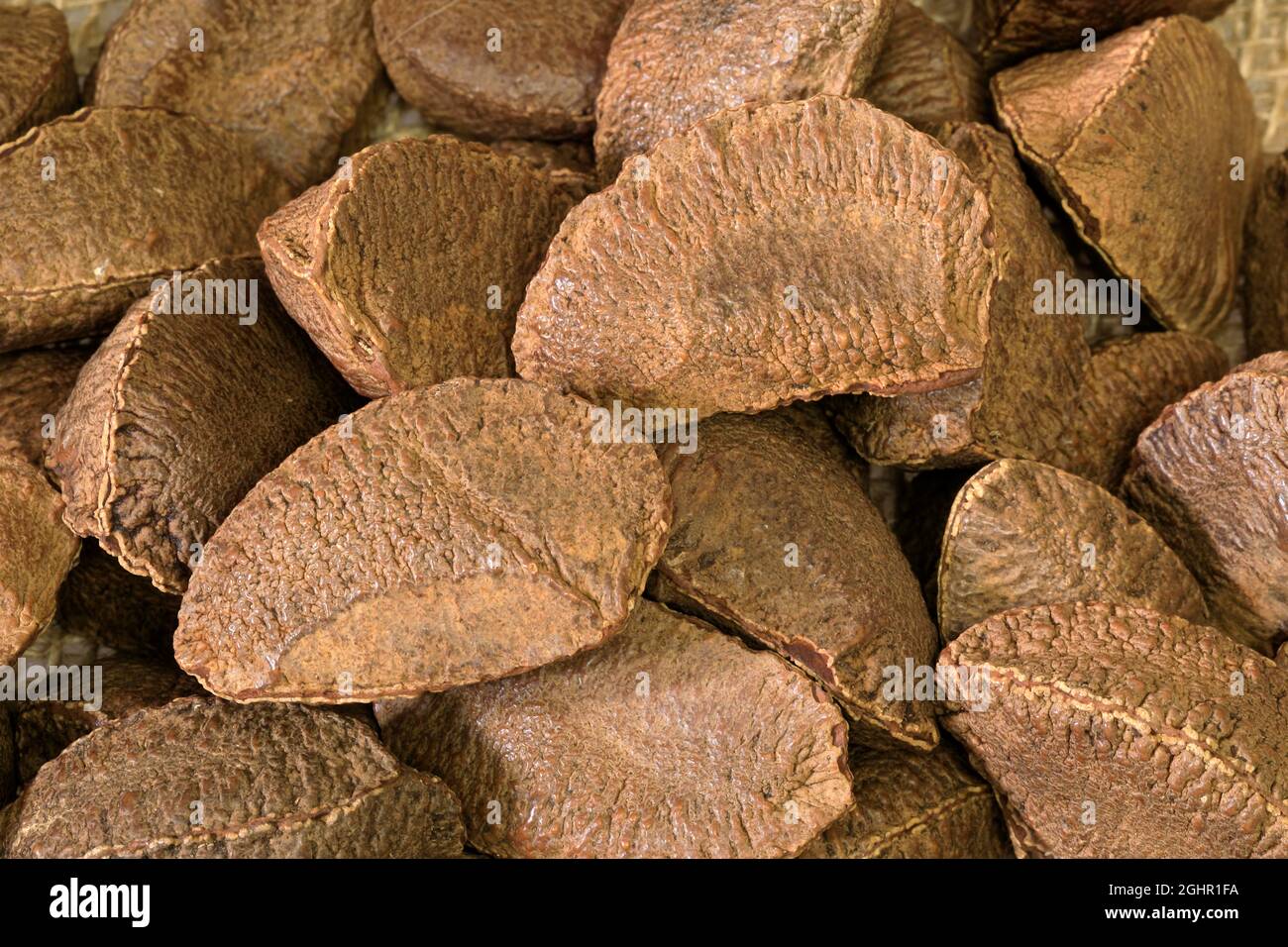 Brazil nut (Bertholletia excelsa), fruits, nuts, with shell, unshelled