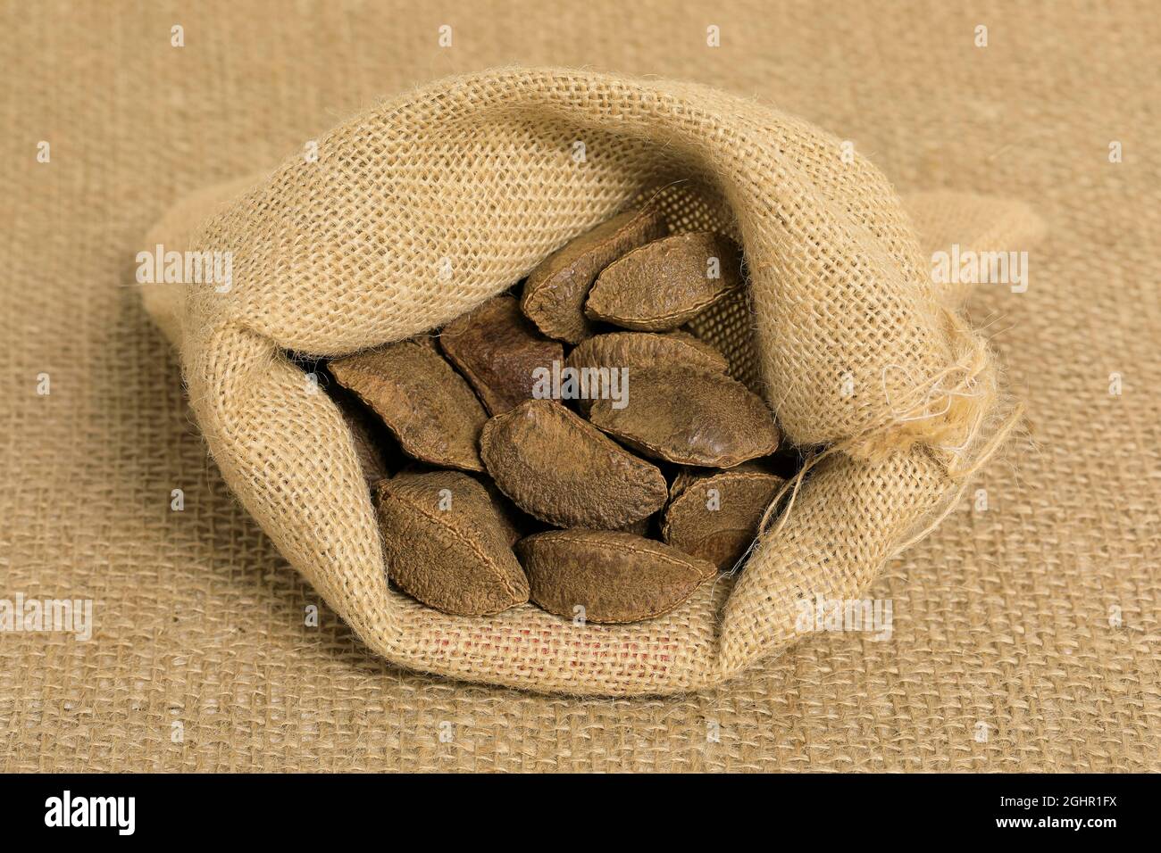 Brazil nut (Bertholletia excelsa), fruits, nuts, with shell, unshelled