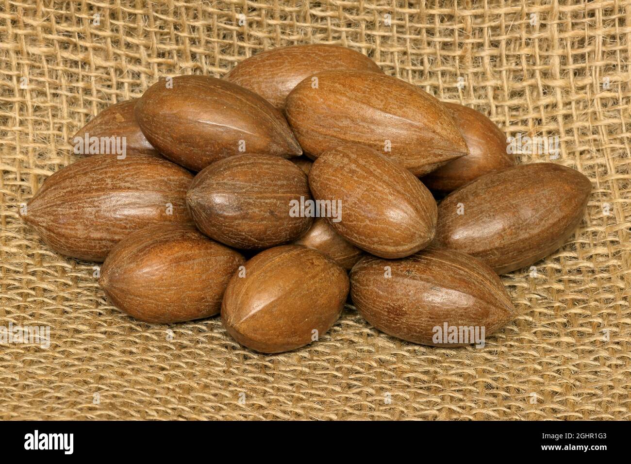 Pecan (Carya illinoinensis), fruits, nuts, with shell, unshelled