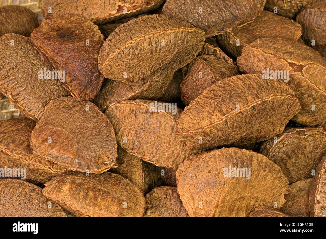 Brazil nut (Bertholletia excelsa), fruits, nuts, with shell, unshelled