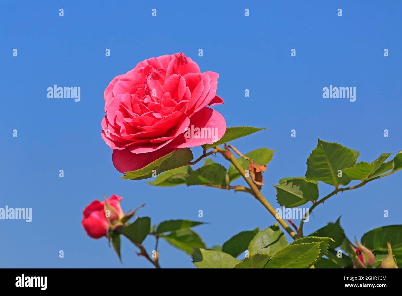 Rose (Rosa), blossom, flowering, Ellerstadt, Germany Stock Photo Alamy