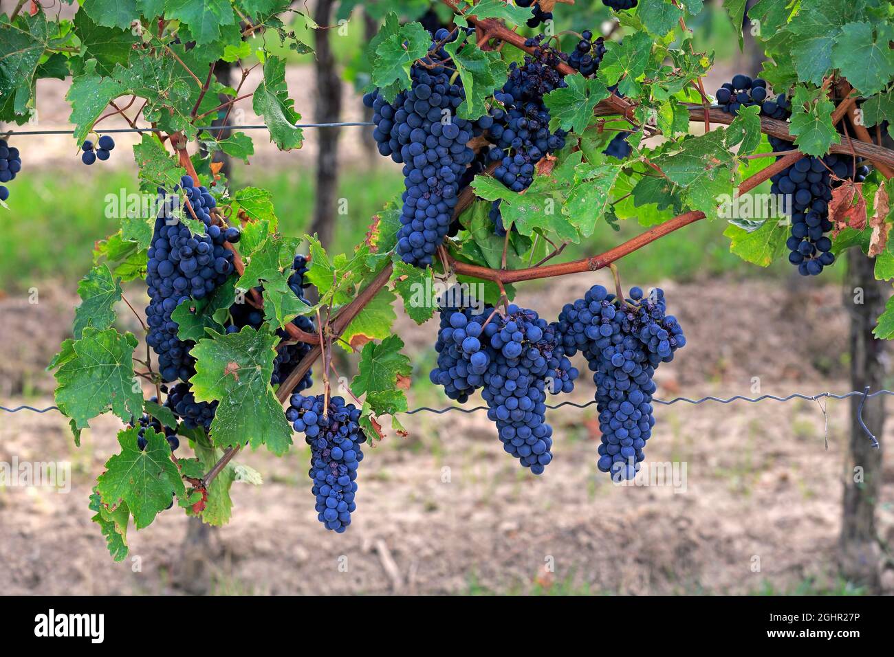 Grape vine (Vitis vinifera), Portugieser, with grapes, in late summer, fruit, fruits, grapes, shortly in front of harvest, in front of the harvest Stock Photo