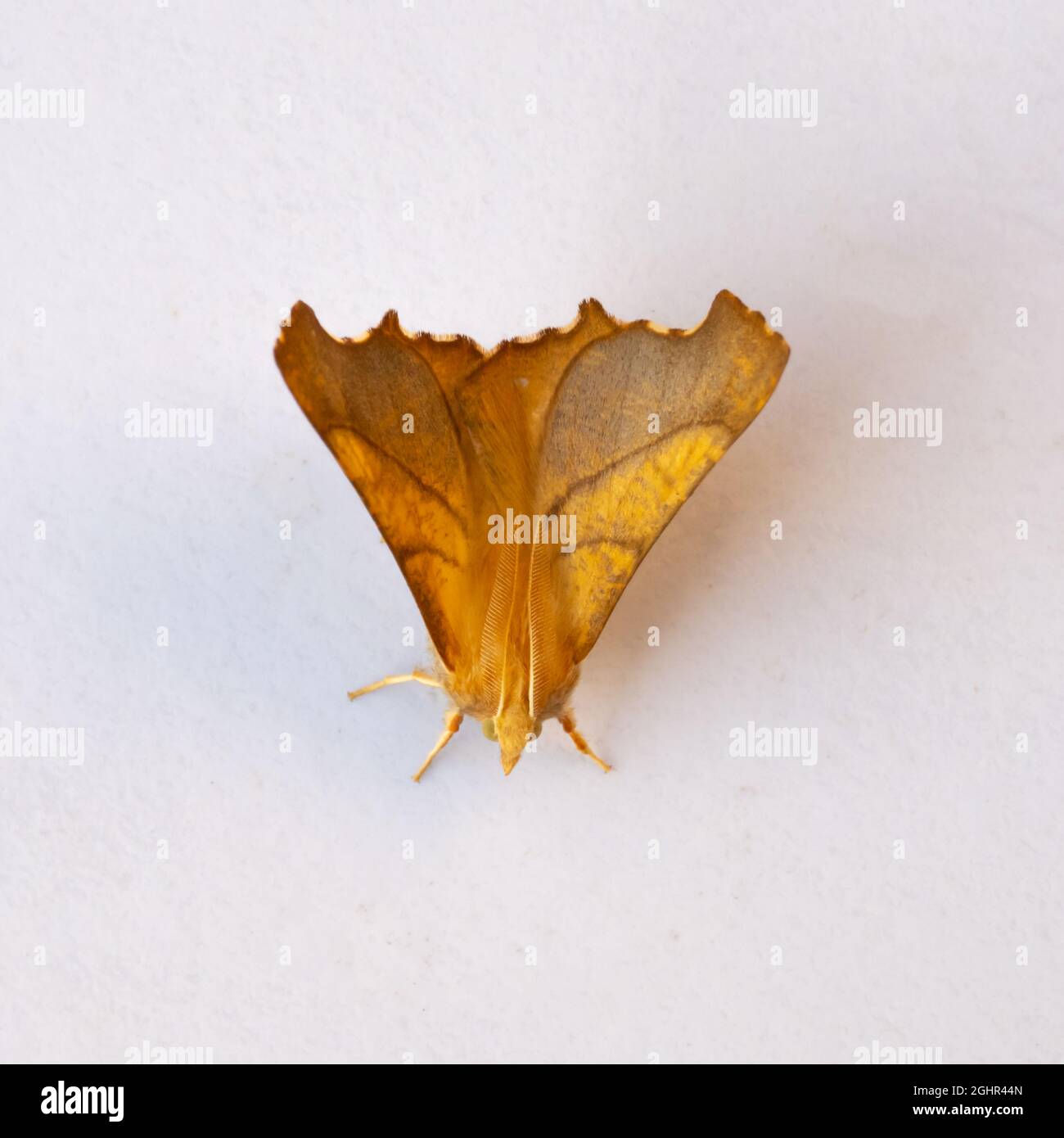 Ennomos fuscantaria, the Dusky Thorn Moth, at rest on a white background. Stock Photo