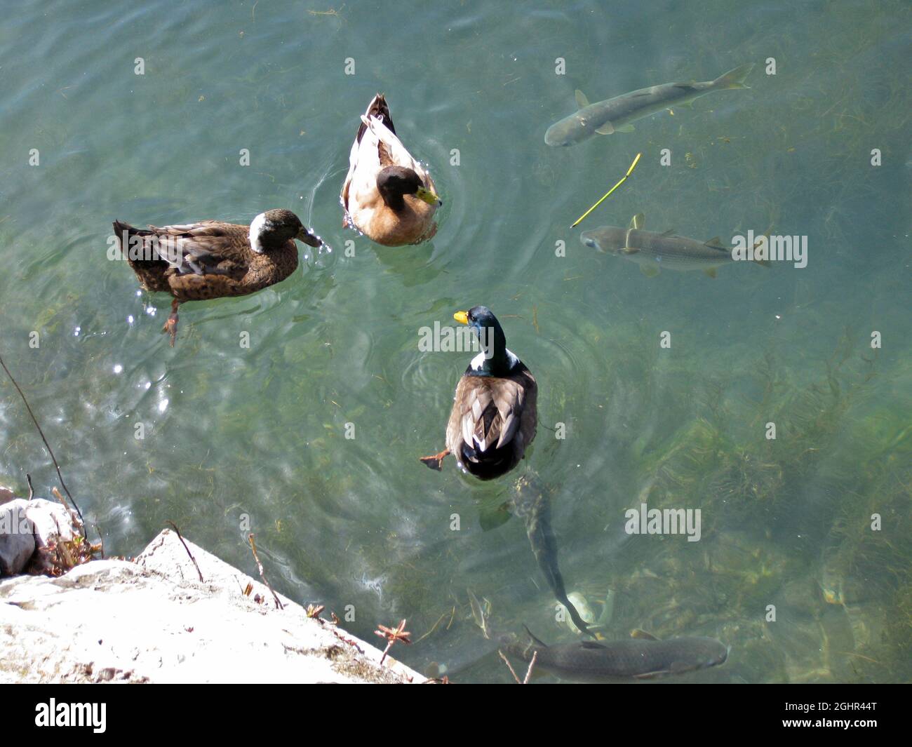 'Above and below'. Ducks and Grey Mullet in the harbour of Peñiscola in Spain: Stock Photo