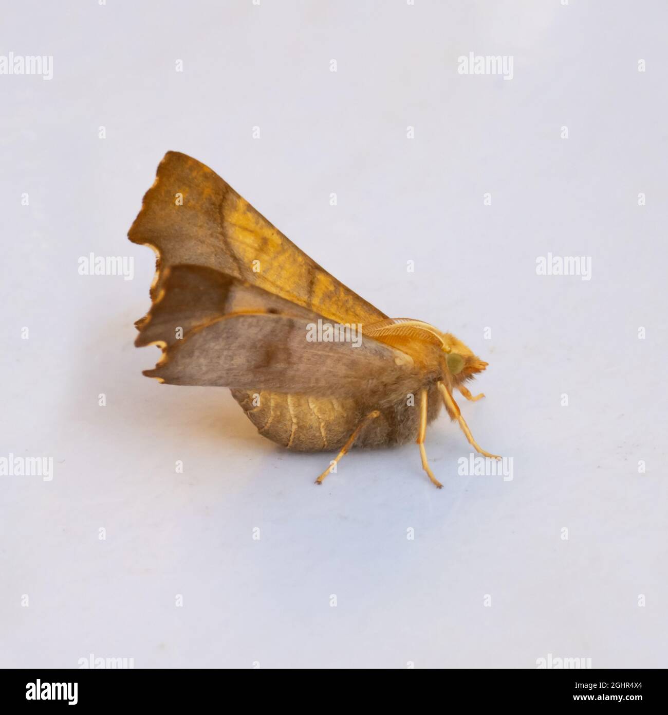 Ennomos fuscantaria, the Dusky Thorn Moth, at rest on a white background. Stock Photo