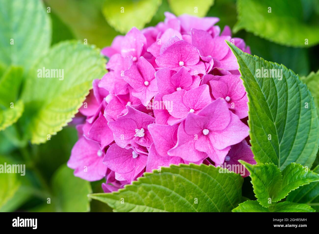 Hydrangea (Hydrangea) macrophylla, Hydrangea macrophylla (Hydrangea macrophylla) Stock Photo