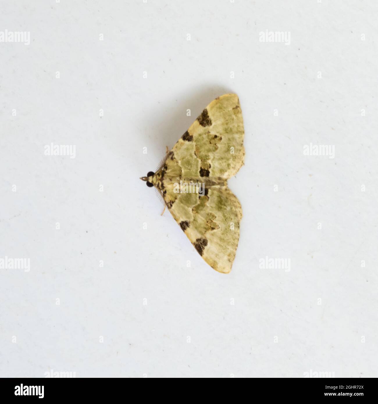 Colostygia pectinataria, the Green Carpet Moth, at rest on a white background. Stock Photo