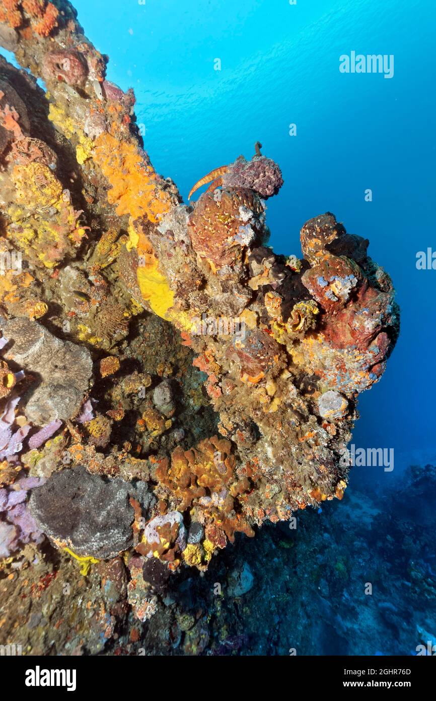 Anchor thickly encrusted with various sponges, tugboat, wreck, shipwreck, Virgen de Altagracia, Caribbean Sea near Playa St. Lucia, Camagueey Stock Photo