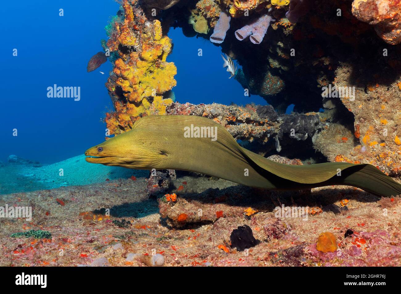 Green moray (Gymnothorax funebris) swimming through shipwreck ...