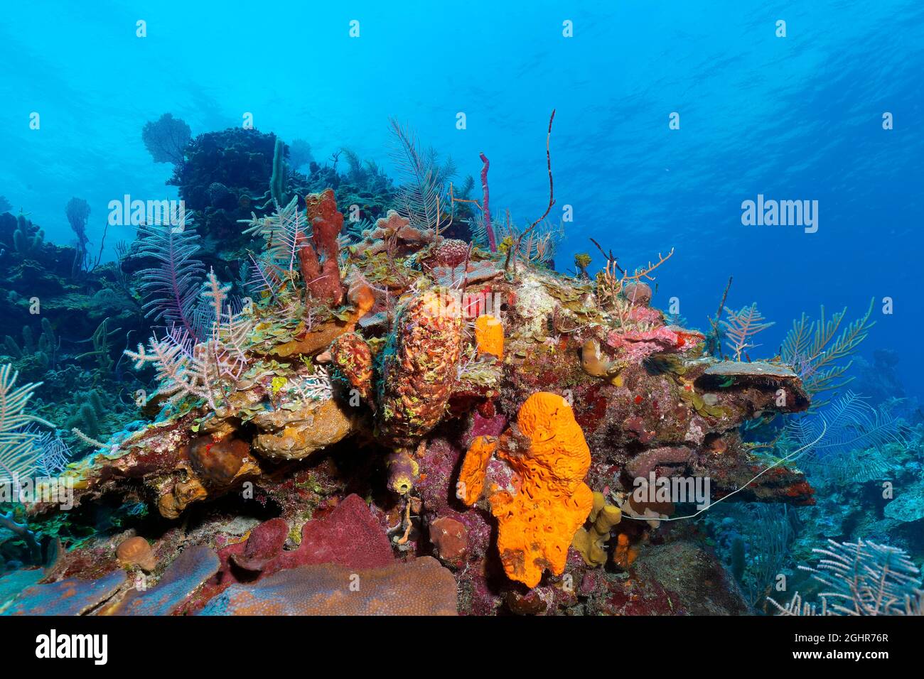 Typical Caribbean coral reef with various sponges and corals, Caribbean Sea near Playa St. Lucia, Camagueey Province, Caribbean, Cuba Stock Photo