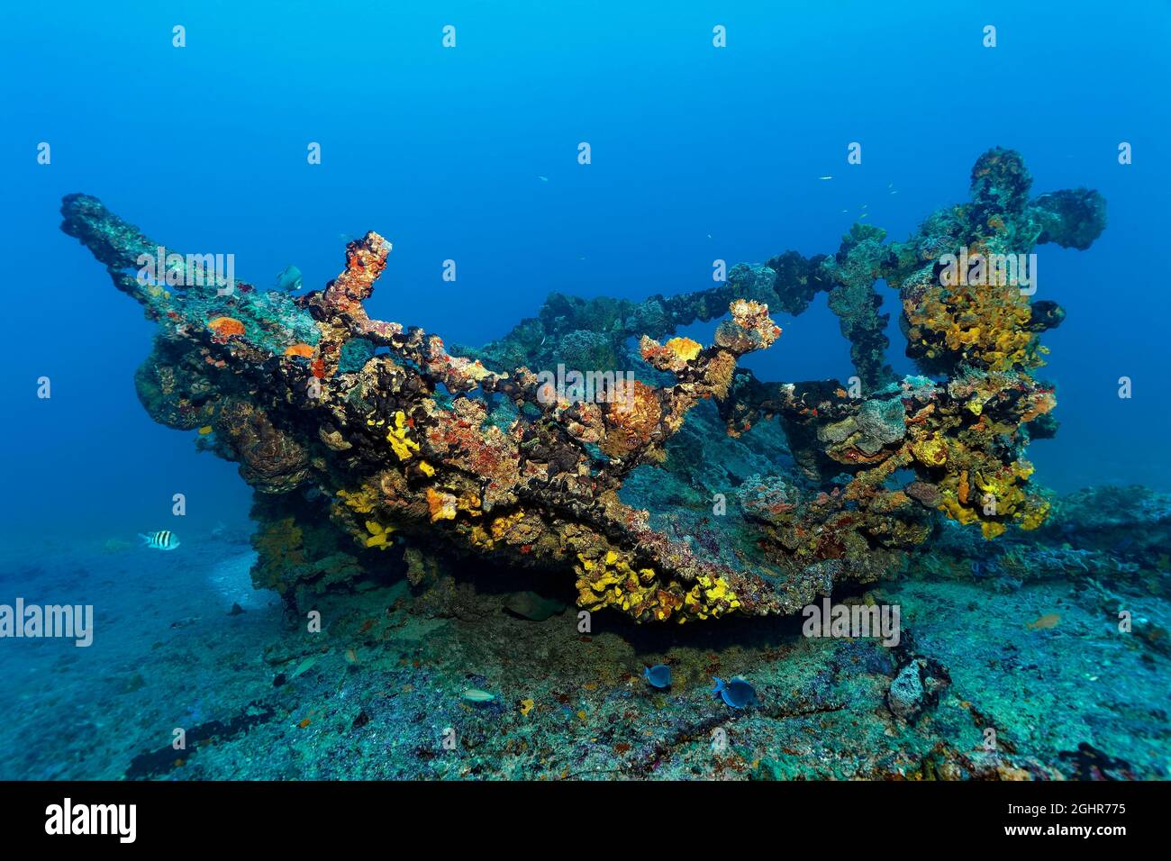 Wreckage thickly encrusted with various sponges, tugboat, wreck, shipwreck, Virgen de Altagracia, Caribbean Sea near Playa St. Lucia, Camagueey Stock Photo