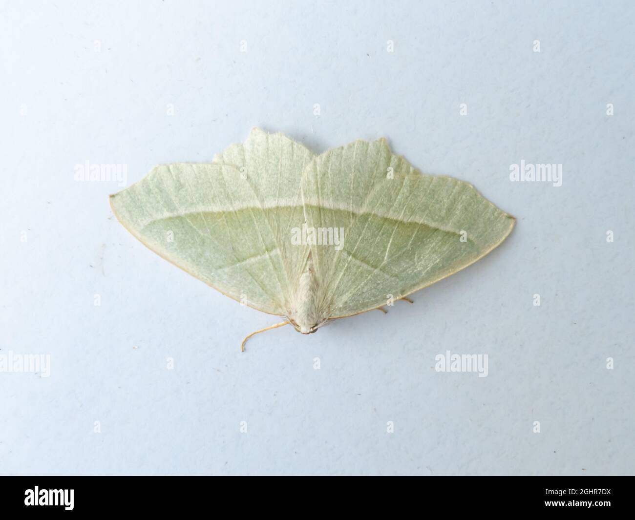 The upper side of Campaea margaritata, the Light Emerald Moth, at rest on a white background. Stock Photo