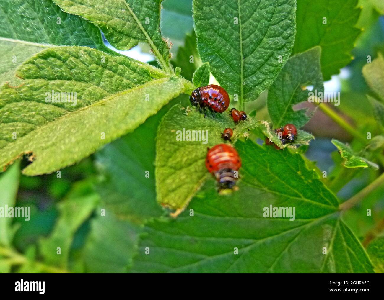 Colorado potato beetle on potato leaves, potato bug, Insect pests on