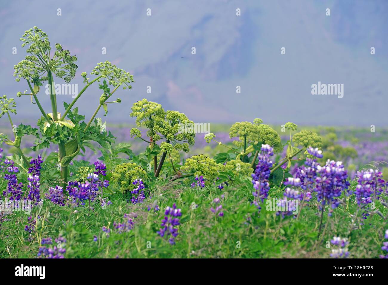 Lupines, mountains in the background, Myrdalssandur, vik, Iceland Stock Photo