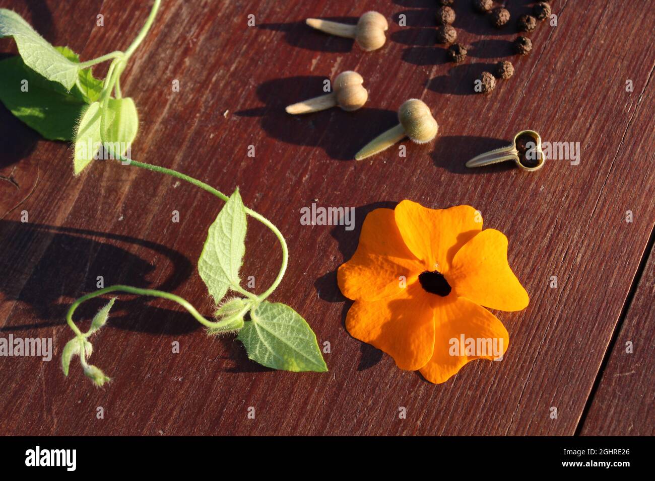 black-eyed Susan vine and seeds on a table Stock Photo