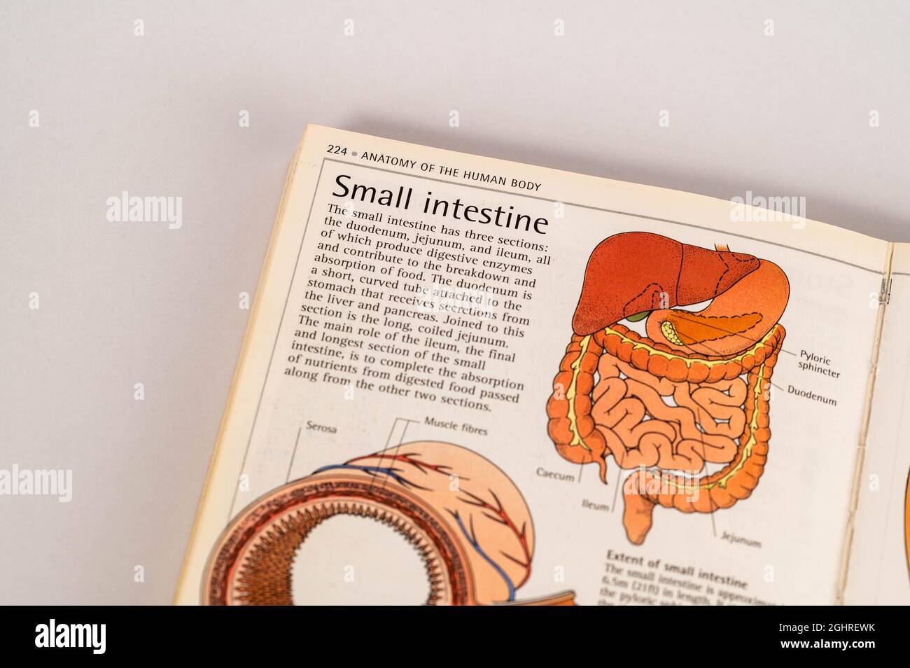 Open pages from an old edition human body book used by Medical students ...