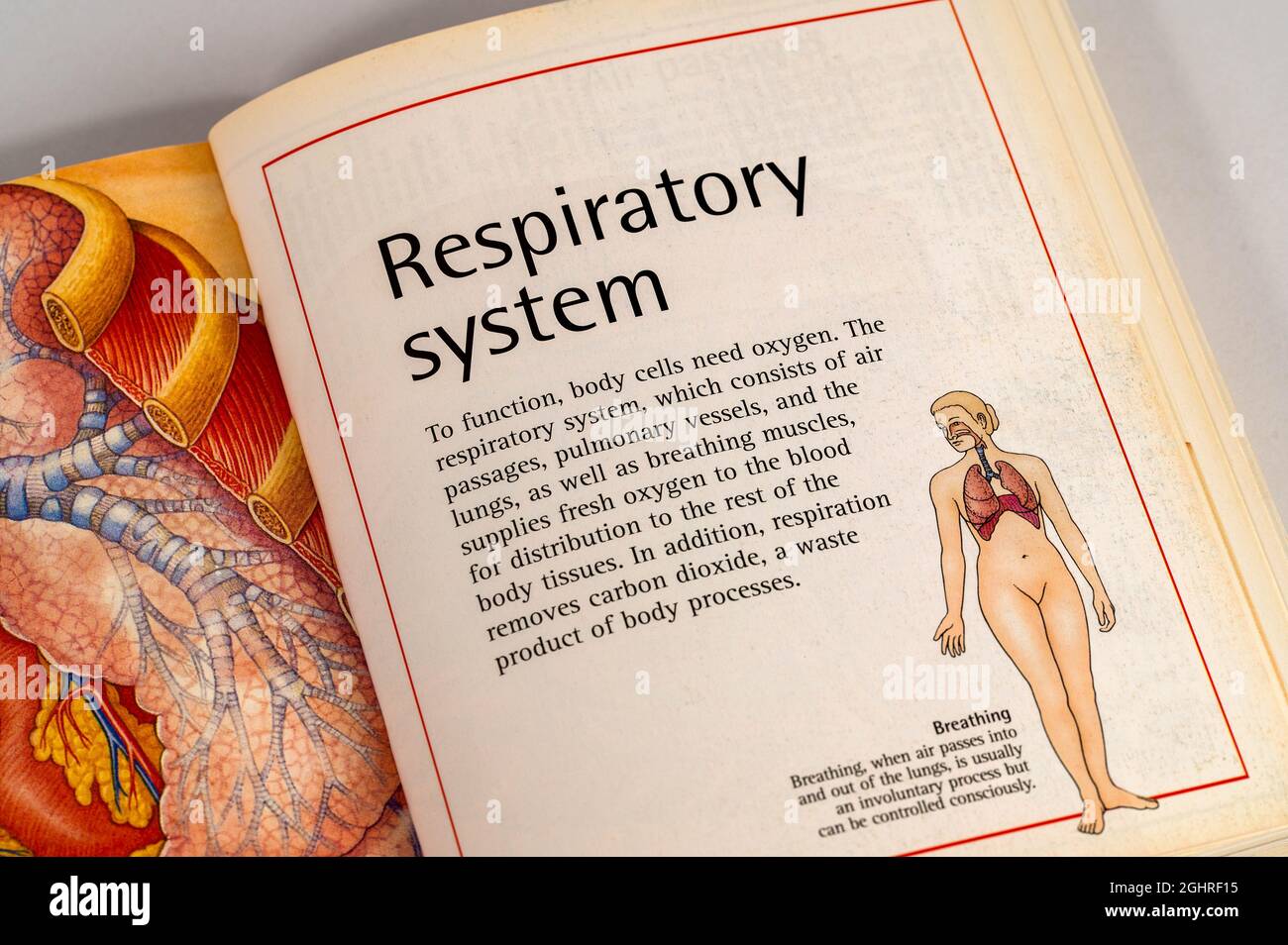 Open pages from an old edition human body book used by Medical students ...