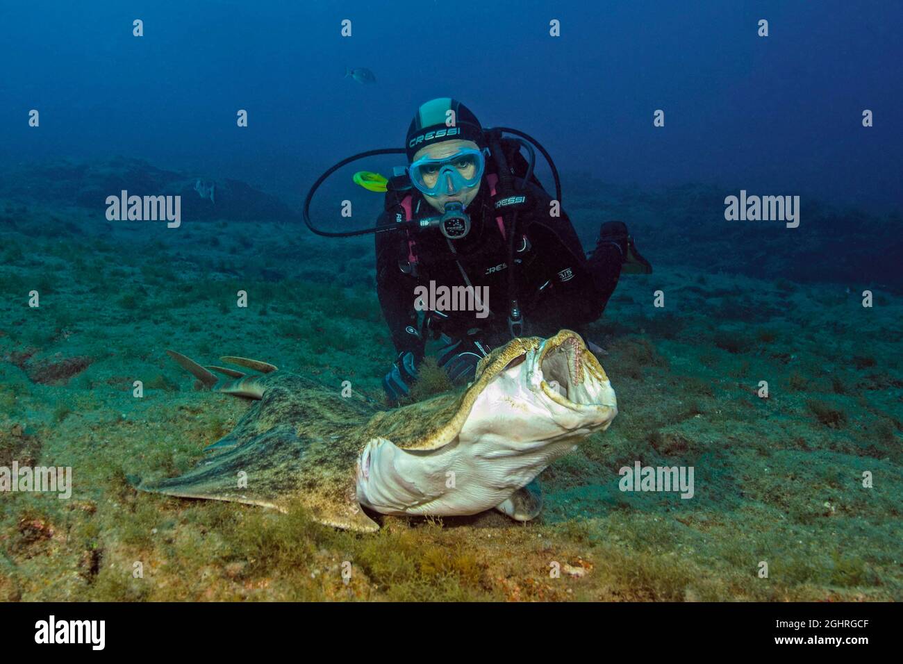Diver looking at monkfish (Squatina squatina), Atlantic angel shark tears open mouth and shows teeth, East Atlantic, Fuerteventura, Canary Islands Stock Photo