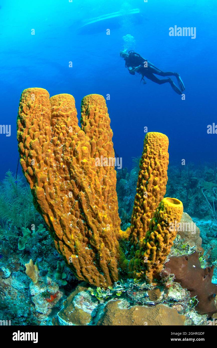 Yellow green candle sponge (Aplysina fistularis), in the background