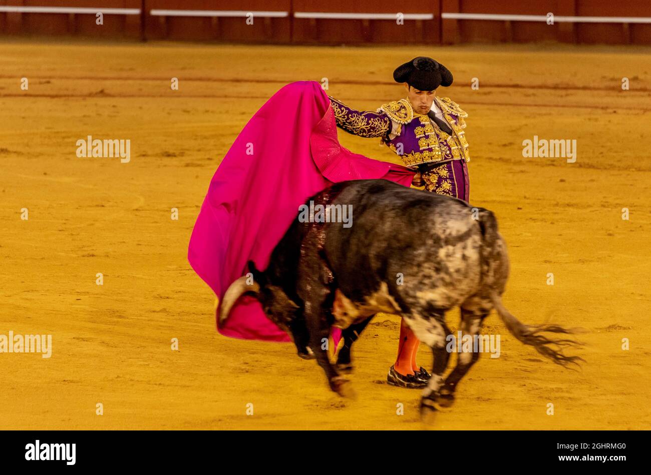 Banderillero with capa with running bull, torero with red cloth in  traditional dress, bullfight, bullring Plaza de toros de la Real Maestranza  de Stock Photo - Alamy
