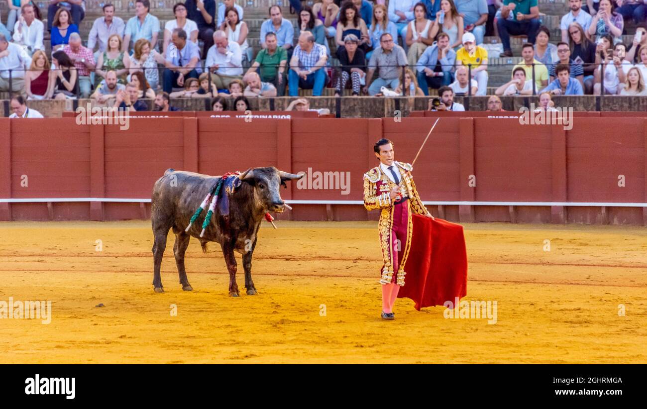 Matador with muleta and espada standing in front of bull, torero with red  cloth in traditional dress, bullfight, bullring Plaza de toros de la Real  Stock Photo - Alamy