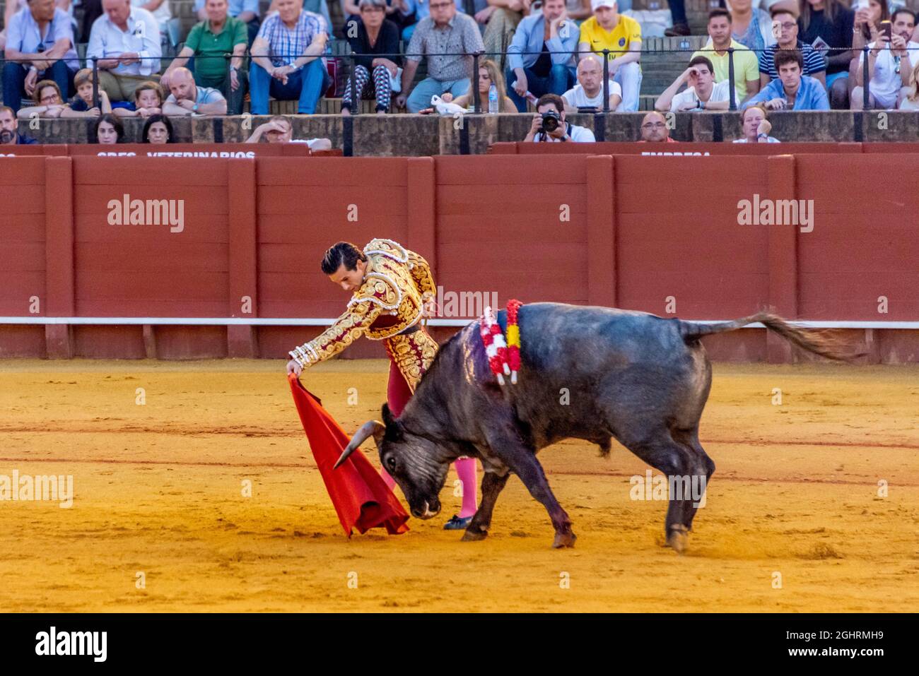 Matador with muleta with running bull, torero with red cloth in traditional  dress, bullfight, bullring Plaza de toros de la Real Maestranza de Stock  Photo - Alamy