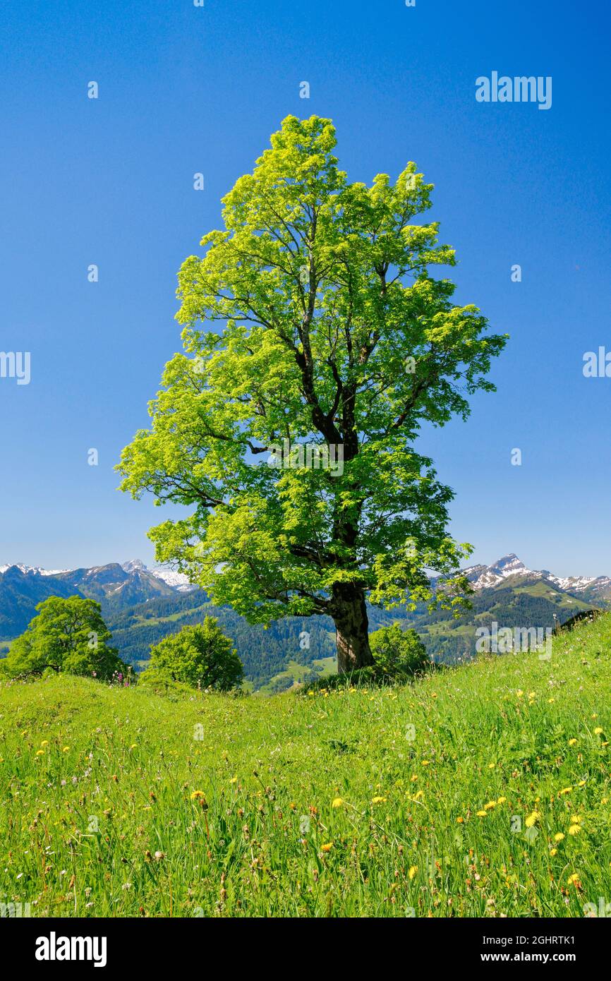 Sycamoere Spring Freestanding sycamore in mountain spring, near Ennetbuehl in Toggenburg ...
