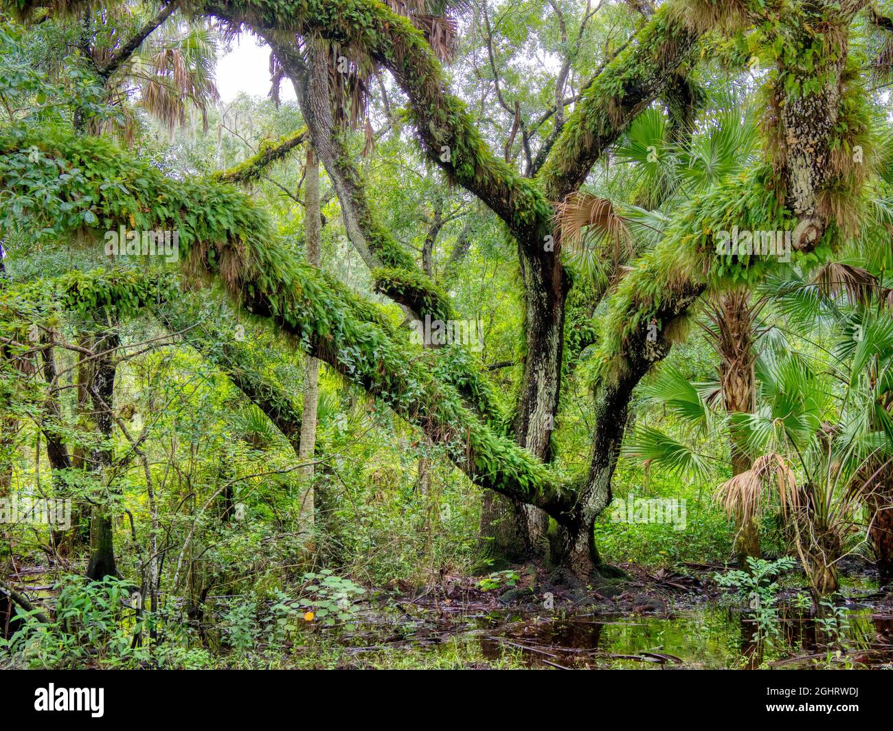 Old majestic tree hi-res stock photography and images - Alamy