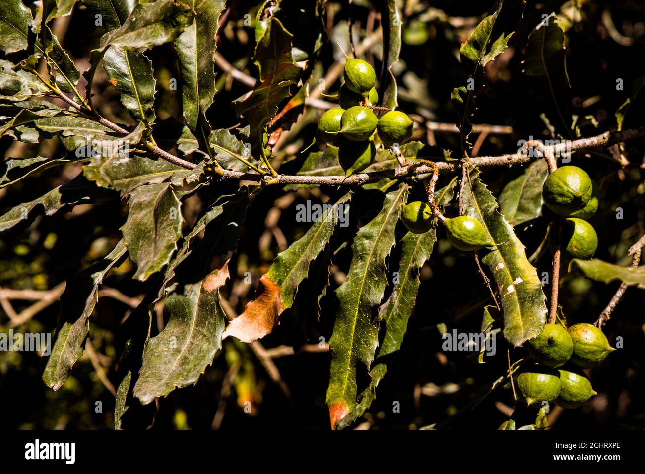 Nut fruits of the macadamia tree, macadamia farm, Antigua, Guatemala