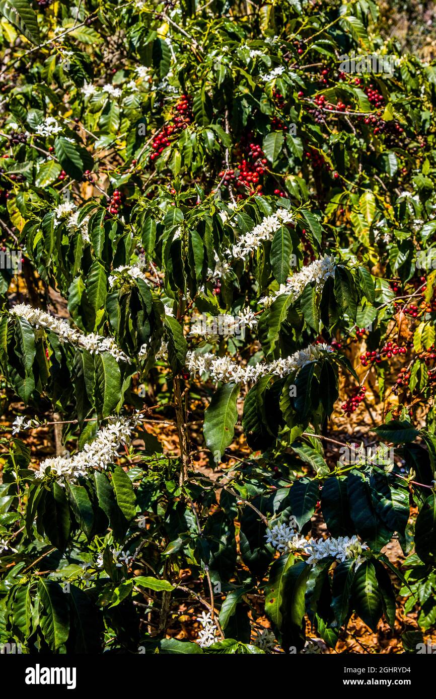 Coffee bushes with fruits and flowers, La Azotea coffee plantation in Jocatenago, Jocatenago, Guatemala Stock Photo