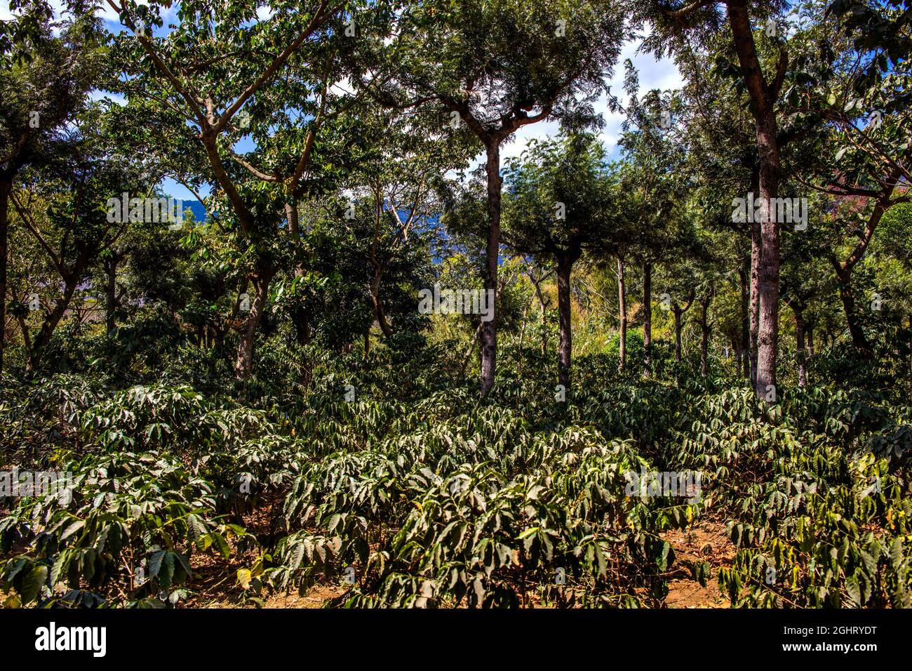 Coffee bushes, La Azotea coffee plantation in Jocatenago, Jocatenago, Guatemala Stock Photo
