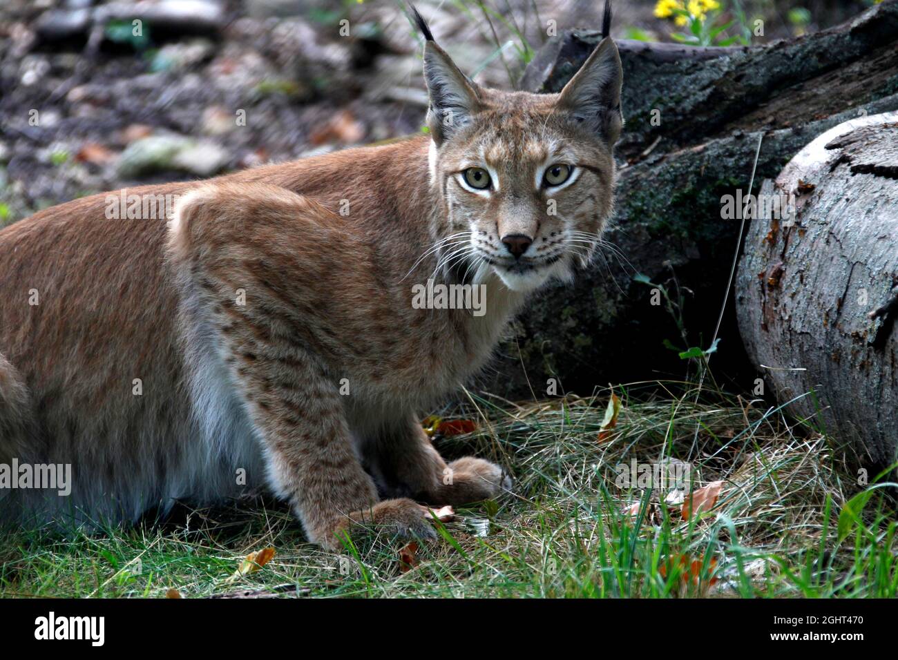 Lynx, Agitare lyncas, Thale Zoo, Hexentanzplatz, Thale, Harz Mountains,  Saxony-Anhalt, Germany Stock Photo - Alamy