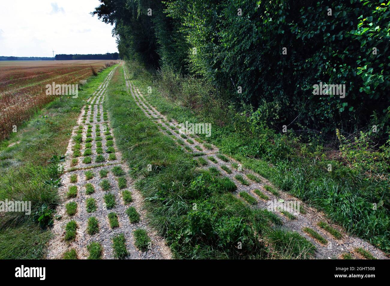 Column path, perforated plate path through forest and meadows, inner-German border fortification, Green Belt, border path, Waddekath, Diesdorf Stock Photo