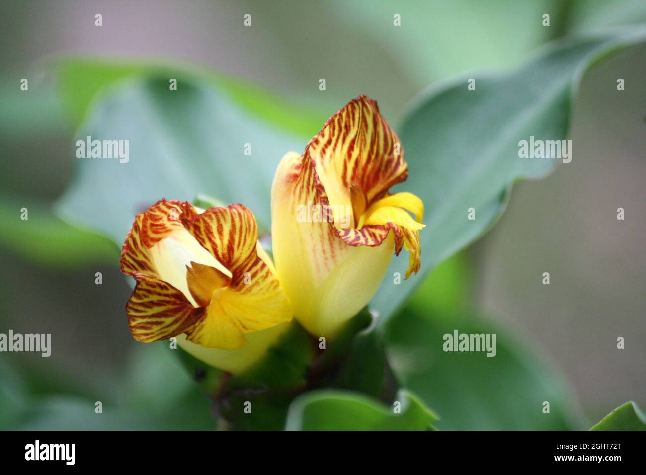 Insulin plant or Costus pictus (Chamaecostus cuspidatus) with pitcher-shaped yellow flowers Stock Photo