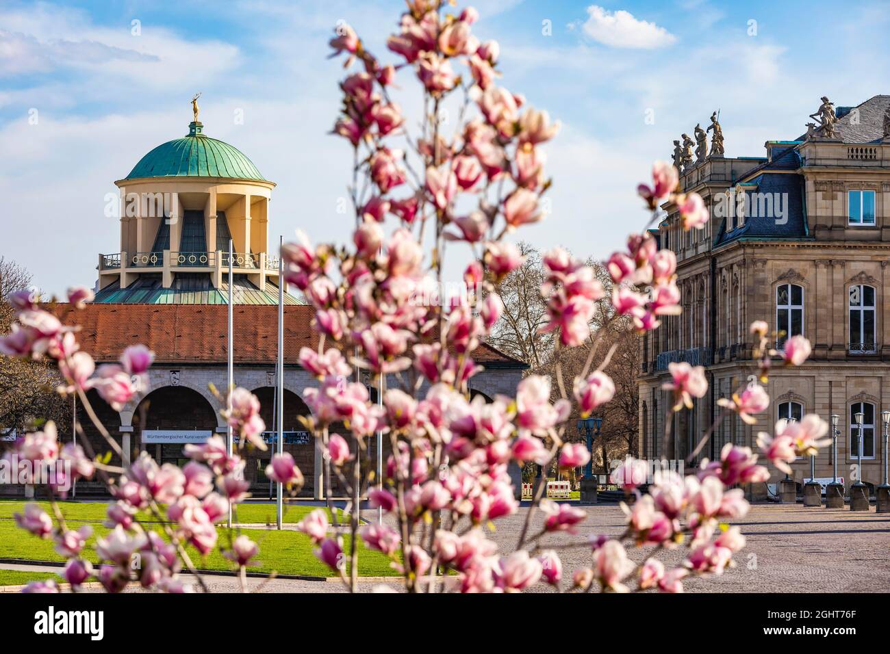 Magnolia (Magnolia) in front of the Art Building and the New Palace on Schlossplatz, magnolia blossom, city centre, Stuttgart, Baden-Wuerttemberg Stock Photo