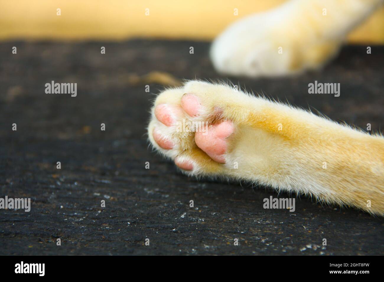 Close up photo of cat's leg with blurred background Stock Photo Alamy