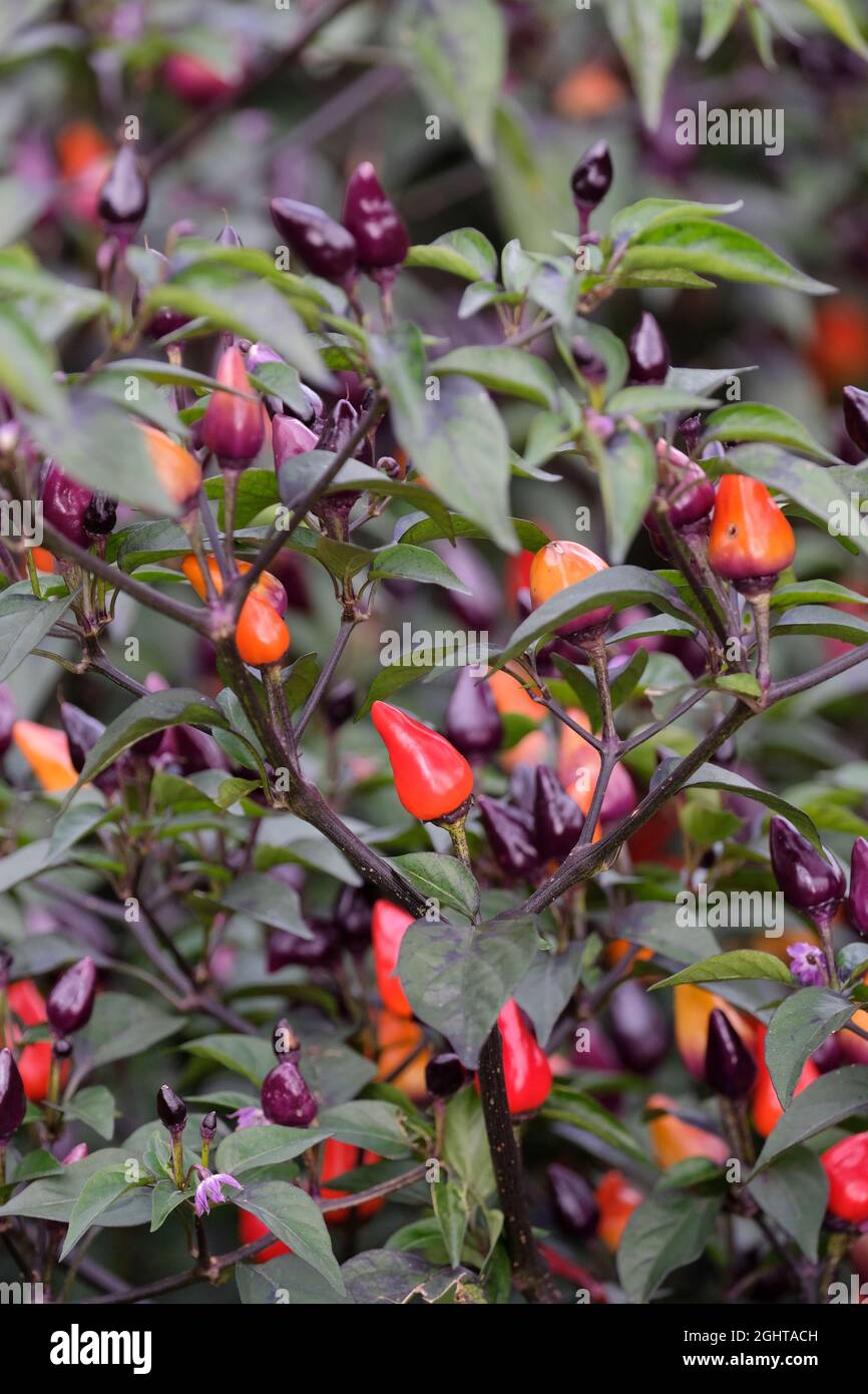 Multicoloured, edible chilli 'Fairy Lights', Capsicum Annuum 'Fairy