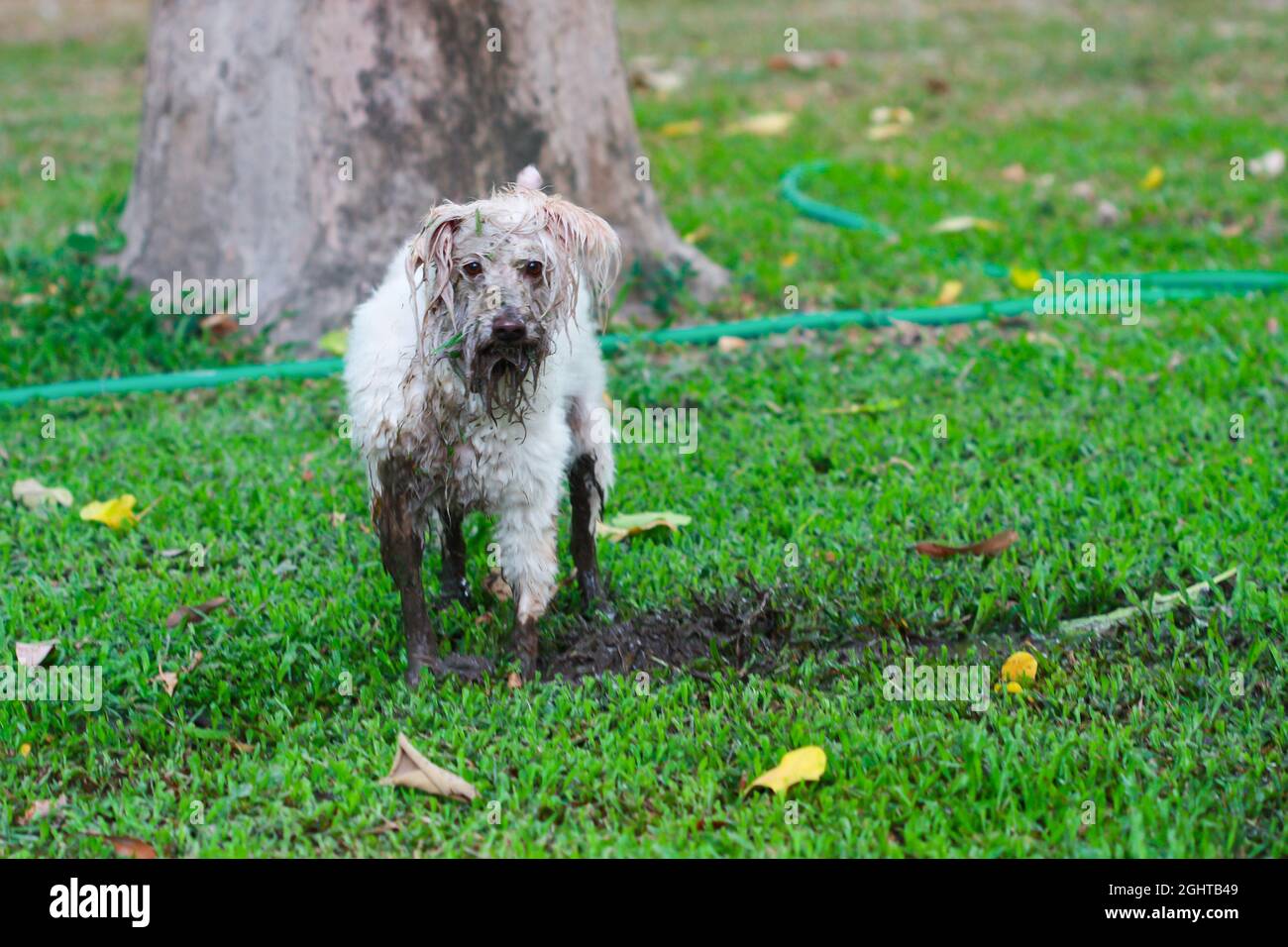 Dog play in mud in the park and dog is dirty and looking to camera