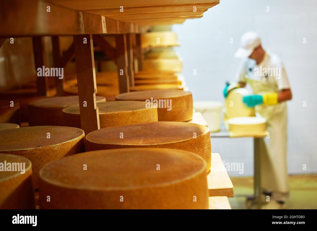 An employee of the cheese factory lubricates the cheese head Stock