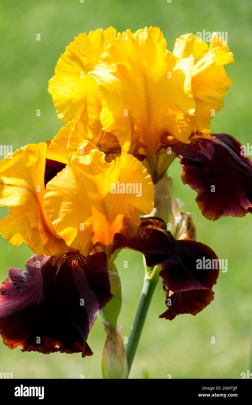 Tall Bearded Iris 'Supreme Sultan' large blooms Stock Photo